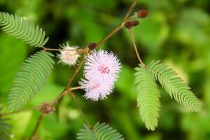 A small pink flower is on a branch photo