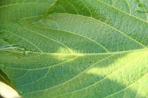 A close up of a leaf with water droplets on it photo