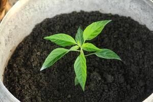A small plant growing in a pot of soil photo