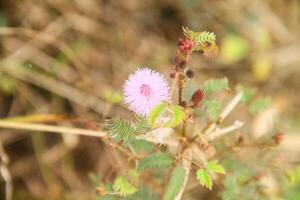 A small pink flower is growing in the grass photo
