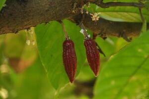 Two red fruits hanging from a tree branch photo