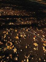Dry yellow maple leaves covering dark asphalt on deserted running track, basking in warm sunlight of tranquil autumn afternoon in peaceful park setting. Fallen yellow maple leaves is scattered photo
