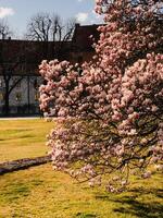 Pink magnolia blossoming. Blooming magnolia tree showcasing vibrant pink flowers in spring, positioned near historical building, with lush lawn in foreground and bare trees creating serene backdrop photo