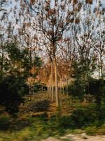 Driving past rows of trees at sunset creating motion blur. Rows of trees at sunset create captivating motion blur effect, enhancing vibrant colors and dynamic energy of the evening landscape photo