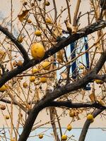 Bare lemon tree. Close up of a lemon tree displaying ripe yellow lemons hanging from bare branches against a weathered wall with partially visible window, highlighting vibrant fruit and aged backdrop photo