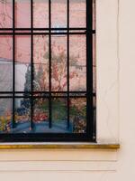 Plants Behind Bars. Potted plants thriving behind barred windows, reflecting the textured facade of a brick building, highlight the charm of urban gardening and intricate architectural details photo