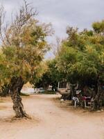 Camper trailer parked under trees. Camper trailer parked in serene campsite, nestled among trees, creating a peaceful and shaded retreat for vacationers seeking tranquility and connection with nature photo