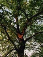 Soft sunlight penetrating dense foliage, casting golden highlights across lush green branches stretching upward in verdant woodland landscape. Sunlight filters through the leaves of a majestic tree photo