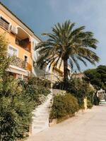 White staircase leading to colorful mediterranean houses with balconies and tall palm tree surrounded by lush vegetation in sunny summer day. Tall palm tree framing lush greenery under bright sunlight photo