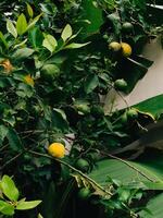 Lemon tree and banana leaves. Lush green branches of lemon tree, adorned with ripe yellow and green lemons, flourish alongside large banana leaves, creating vibrant and inviting tropical garden scene photo