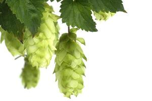 Fresh green hops on the vine showing detailed texture and vibrant color photo
