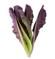 Red Leaf Lettuce isolated on white background photo
