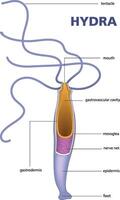 illustration of hydra structure diagram vector