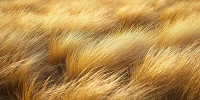 Golden grasses sway gently in a sunlit meadow during a warm summer afternoon photo