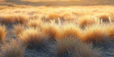 Golden sunlight illuminates a field of grass in a serene landscape during the late afternoon photo