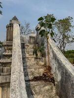 A young tree grows among overgrown steps in a serene, historic location photo