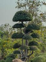 Lush garden features a distinct tree with rounded, layered canopies photo