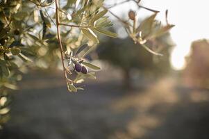 Olive tree branches, heavy with ripe olives, glow in the warm light of the sunset, their silvery leaves shimmering in the breeze. photo