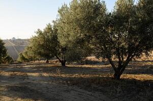 The sun sets over vast olive orchards, painting the sky in fiery colors while the ancient trees stand in peaceful silence photo