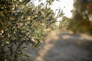 Soft sunlight filters through the olive tree branches, illuminating clusters of ripe olives and creating a peaceful, timeless atmosphere. photo