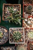 A vibrant top-down shot showcasing an assortment of small potted cacti and succulents arranged in a grid. High quality photo