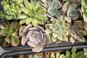 A vibrant and colorful arrangement of Echeveria succulent plants. The plants have a variety of rosette shapes and colors, creating a beautiful and eye-catching display. photo