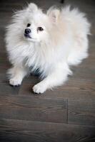 A white cute dog, a Spitz breed, sits on the floor and looks at the camera. The dog is clean, fluffy, sits on a dark floor. The floor is made of tiles, with a wood texture. A dog sitting. photo