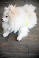 A white cute dog, a Spitz breed, sits on the floor and looks at the camera. The dog is clean, fluffy, sits on a dark floor. The floor is made of tiles, with a wood texture. the dog is wearing clothes photo