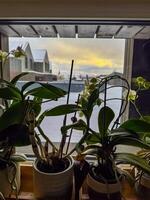 Orchids on a windowsill with a snowy village and sunset, sunrise in the background. High quality photo