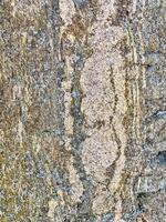 Stone texture with natural patterns and lichen growth . High quality photo