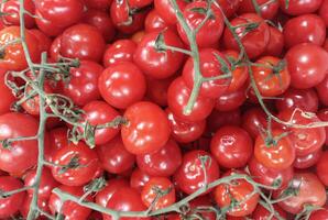 Cherry tomatoes on branch as a background photo