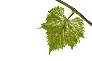 Young grape leaf on branch on white background photo