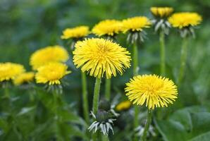 Yellow dandelion flowers on green grass background photo