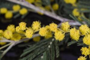 Branch of yellow mimosa flowers on dark photo