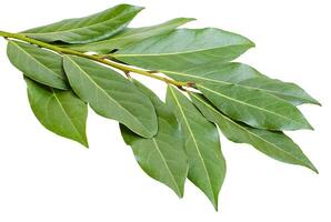 Branch of bay leaves on white background photo