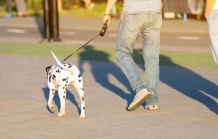 A man holding a leash walks with a Dalmatian dog in a city park on a sunny summer day. Walking with pets and animals. Back view photo