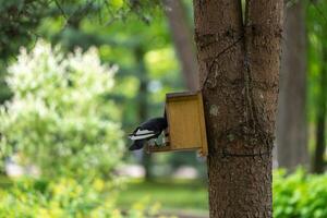 A pigeon sits in a bird feeder on a tree in a park on a spring day. Wildlife and birds concept photo
