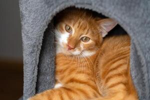 Ginger domestic cat sleeps in the cat house. Kitten tower, tree with scratching posts. photo