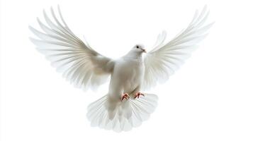 A white dove is flying in the air photo