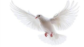A white dove is flying in the air photo