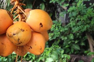 bunch of fresh king coconuts against a backdrop of tropical vegetation. An exotic fruit, a type of coconut that is a popular natural drink among Sri Lankans photo