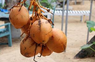 bunch of fresh king coconuts hanging from a rope, with a tropical beach setting in the background. A symbol of summer, hydration, exotic travel, and island life photo