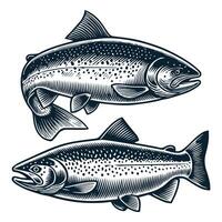 2 Salmon Fish Design vector