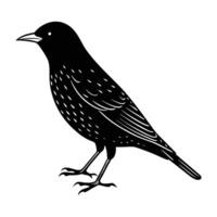 illustration of a bird. vector