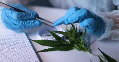 Conducting a Thorough Scientific Analysis of Cannabis Using Precision Tools and Methods video