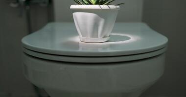 A unique cactus plant in a charming bathroom, adding style and ambiance to the space video
