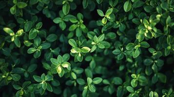 Lush greenery with vibrant leaves creates a dense, calming natural texture. The light plays across the foliage, enhancing the depth. photo