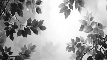 Branches of tree branches in soft, pale light. Branches of leaves silhouetted against the white, creating beautiful organic patterns. photo