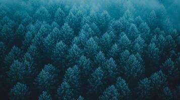Aerial view of a dense forest with evergreen trees, shrouded in a misty atmosphere. Dark, cool tones evoke tranquility and mystery. photo