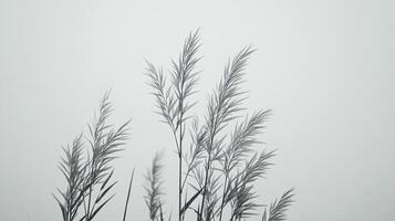 Serene monochrome image of tall grass plumes against a soft, diffused background, evoking a sense of peaceful tranquility. photo